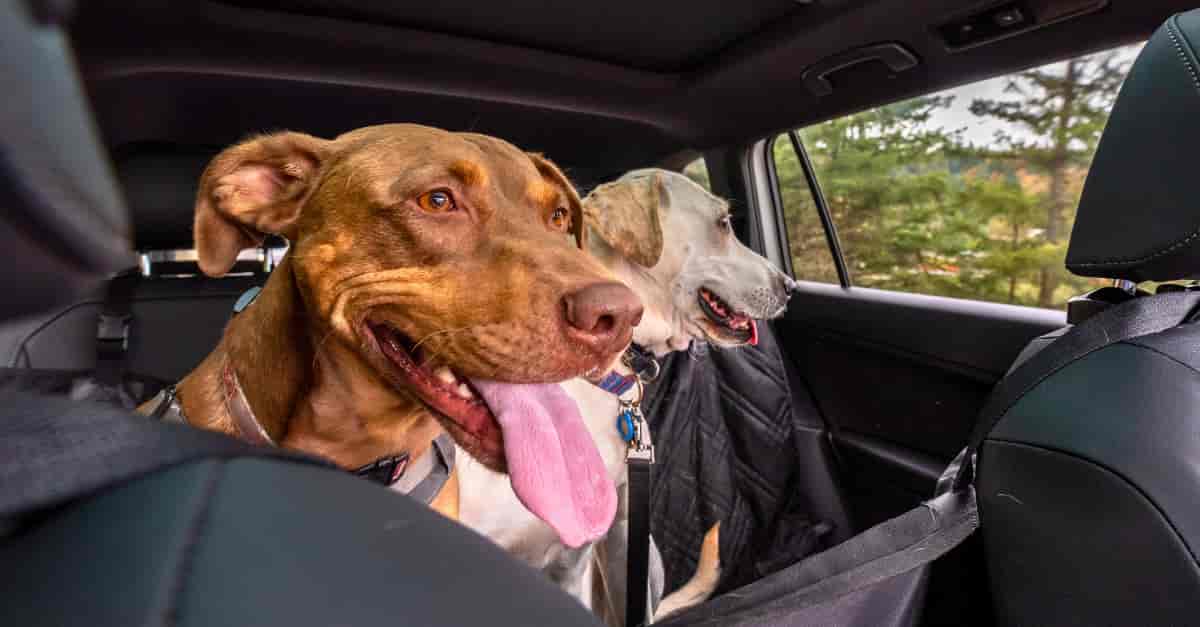8 Tips to Keep Your Dog Safe While Driving
